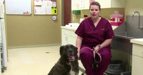 Η συγκινητική ιστορία της Tara: Ο σκύλος μου «μύρισε» τον καρκίνο και μου έσωσε τη ζωή