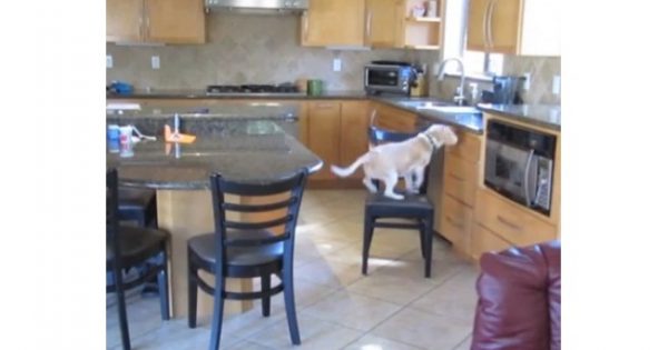 VIDEO: Απίστευτος σκύλος – Δείτε πώς έκλεψε το φαγητό από το φούρνο!!!