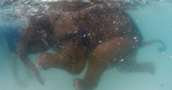 Σκέτη γλύκα:  Ένα ελεφαντάκι πέντε μηνών κολυμπά στην πισίνα!