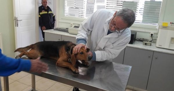 Χτύπησε σκόπιμα με το αυτοκίνητο και τραυμάτισε θανάσιμα τον αδέσποτο σκύλο που φρόντιζαν οι πυροσβέστες του Πυροσβεστικού Σταθμού Αργοστολίου