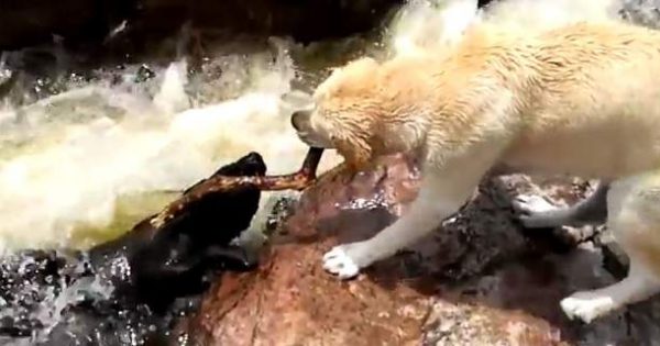 Σκύλος σώζει σκύλο από πνιγμό (βίντεο)