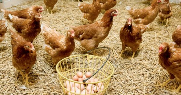 Η κότα έκανε το αυγό ή το αυγό την κότα; Πώς τεκμηριώνει ένας επιστήμονας την απάντηση και λύνει οριστικά το γρίφο