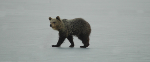 Αρκουδάκι έπαιζε επί ώρες πάνω στην παγωμένη λίμνη της Καστοριάς