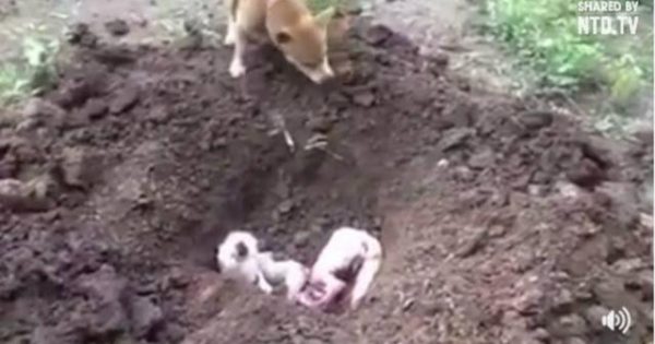Συγκίνηση: Tο βίντεο του σκύλου που θάβει το φίλο του
