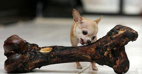 Αυτό είναι το μικρότερο σκυλί στον κόσμο!