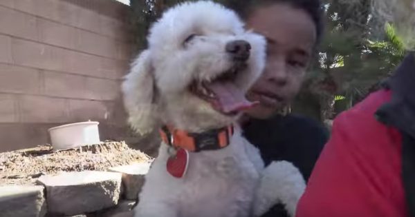 Αυτό το αδέσποτο σκυλί είχε πάψει να ελπίζει – μέχρι που γνώρισε ένα μικρό αγόρι