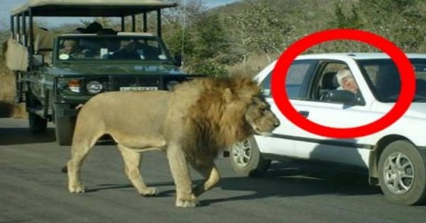 Αυτό το λιοντάρι δίνει ένα γερό μάθημα στους τουρίστες! (βίντεο)