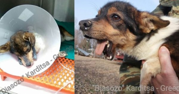 Χειρουργήθηκε με επιτυχία η σκυλίτσα που βρέθηκε με σπασμένη την κάτω γνάθο σε χωριό της Καρδίτσας