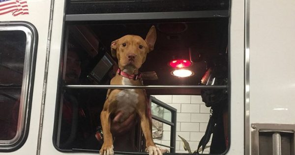 Υποσιτισμένη σκυλίτσα που εγκαταλείφθηκε από τους ιδιοκτήτες της γίνεται φίλη με μερικούς πυροσβέστες και κάνουν παρέα κάθε μέρα!