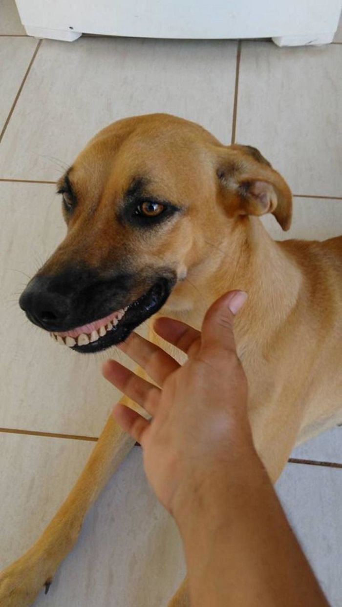 Σκύλος δόντια 