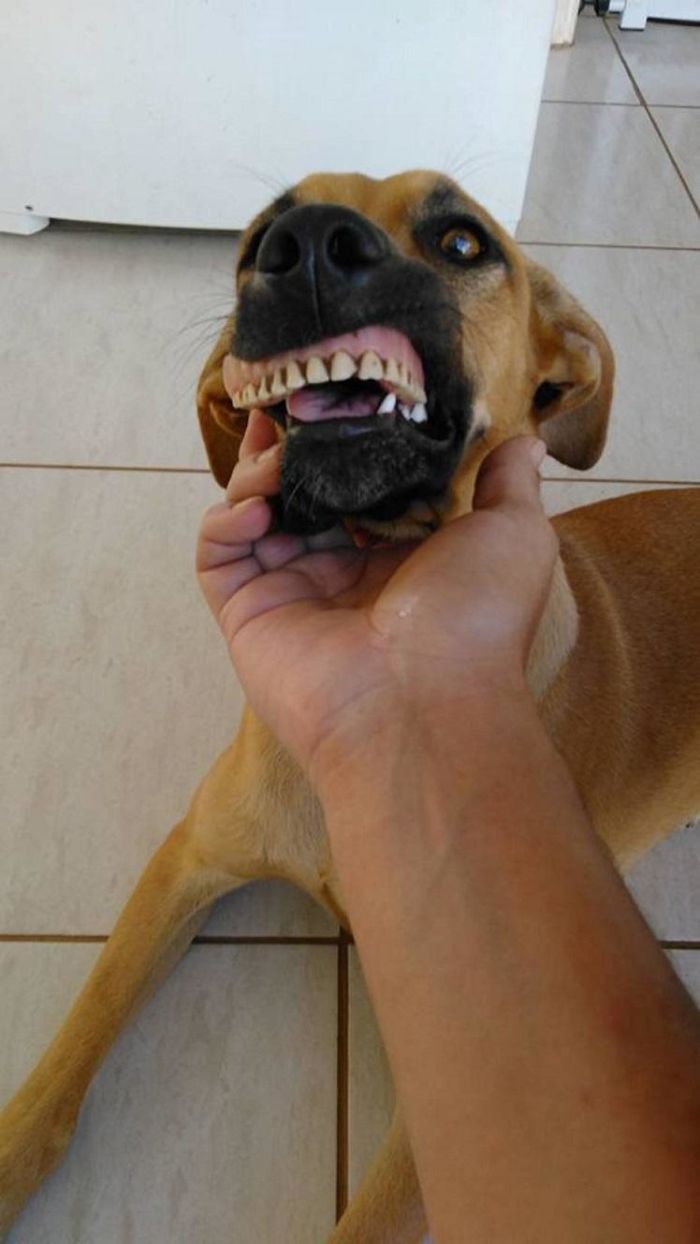 Σκύλος δόντια 