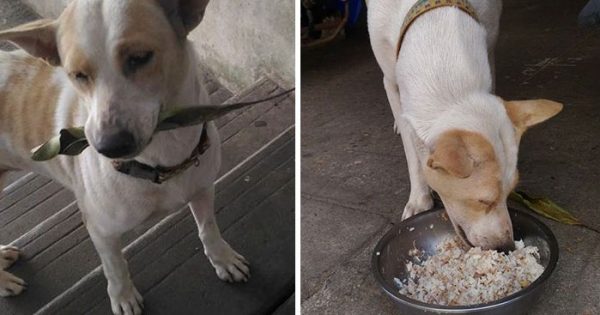 Αυτός ο αδέσποτος σκύλος φέρνει δώρα στην γυναίκα που τον ταΐζει