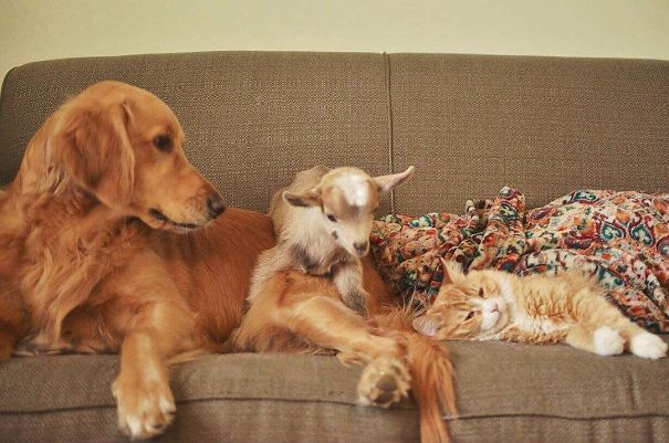 Σκύλος σκύλοι Σκυλίτσα νομίζει ότι αυτά τα κατσικάκια είναι παιδιά της και δεν μπορεί να σταματήσει να τα αγκαλιάζει σκυλίτσα κατσίκι κατσικάκια κατσικάκι 