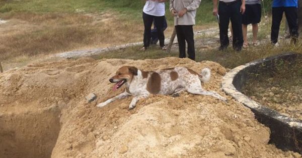 Σκύλος ακολουθεί την πομπή που μεταφέρει την νεκρή φίλη του για 3 χιλιόμετρα ώστε να πει αντίο