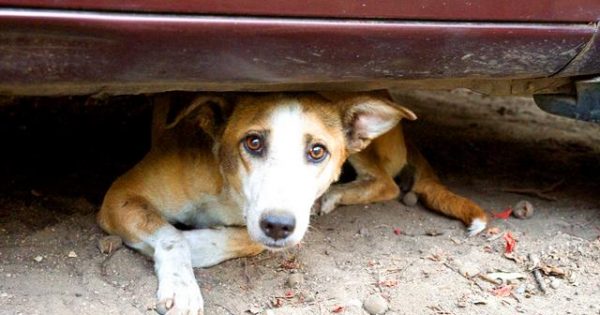 Ραφήνα: Δίνουν 3.000 ευρώ σε όποιον αποκαλύψει τον άνθρωπο που εκτελεί με αεροβόλο σκυλιά στο κεφάλι