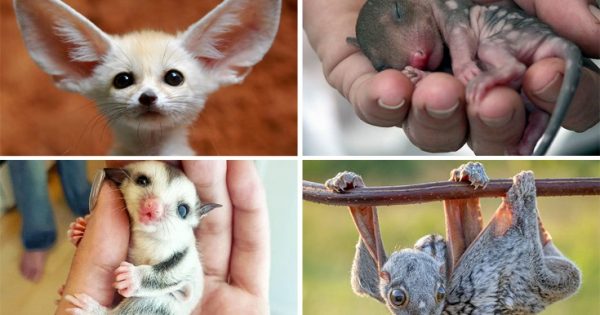 Φωτογραφίες όλο γλύκα: Σπάνια μωρά ζώα που δε συναντάς συχνά