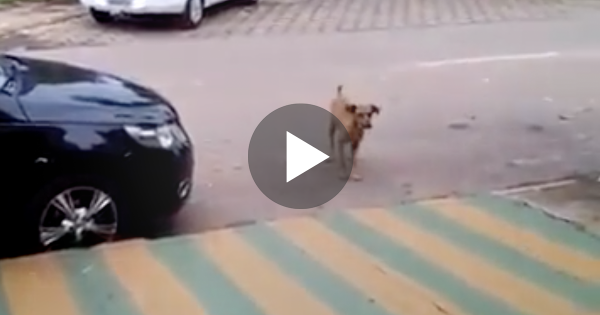 Σκύλος ακούει το ραδιόφωνο ενός αυτοκινήτου και αρχίζει να πλησιάζει. Ο λόγος; Θα σας κάνει να λιώσετε!