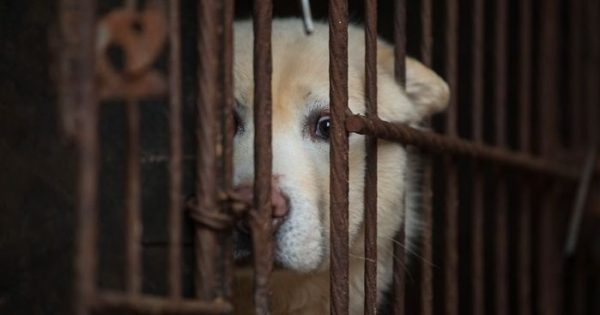 Η Ταϊβάν έγινε η πρώτη ασιατική χώρα που απαγόρεψε την κατανάλωση του κρέατος γατών και σκύλων