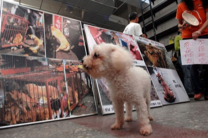 Ταϊβάν κακοποίηση σκύλων κακοποίηση ζώων κακοποίηση γάτας 