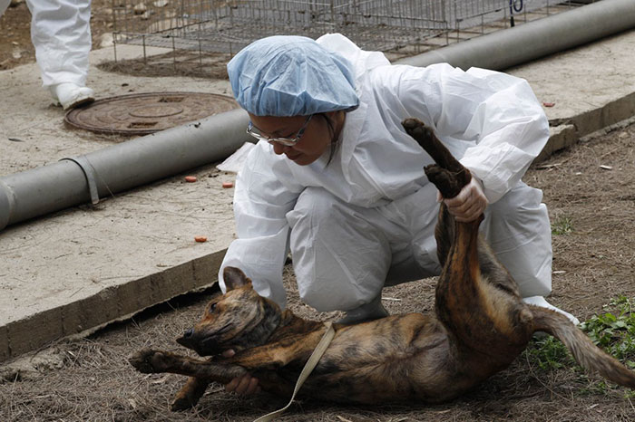 Ταϊβάν κακοποίηση σκύλων κακοποίηση ζώων κακοποίηση γάτας 