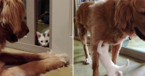 Σκυλίτσα παίρνει ένα ορφανό γατάκι και το μεγαλώνει σαν να ήταν δικό της