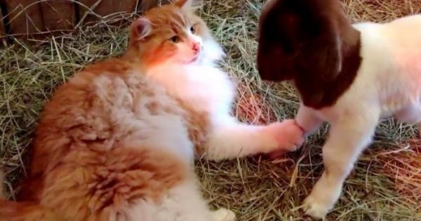 Γάτα που ζει σε φάρμα βοηθάει τις κατσίκες να μεγαλώσουν τα παιδιά τους και τα προστατεύει