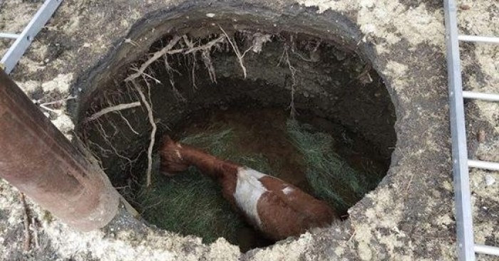 Άλογο που έπεσε σε τρύπα στο έδαφος δεν μπορεί να κρύψει την χαρά του όταν διασώθηκε άλογο 