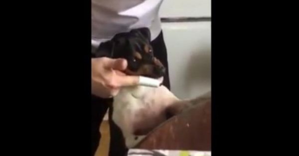 Ο σκύλος που «βουρτσίζει» τα δόντια του (Video)