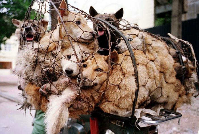φεστιβάλ Γιουλίν κρέας σκύλου Κίνα 