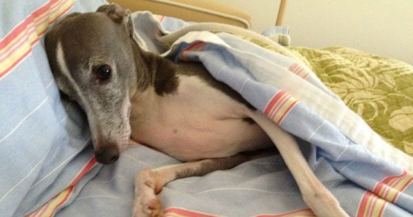 Κακοποιημένος σκύλος έπαθε κατάθλιψη και έχει χάσει κάθε θέληση για ζωή. Μια βόλτα όμως στη θάλασσα έφτασε για να αλλάξει τα πάντα
