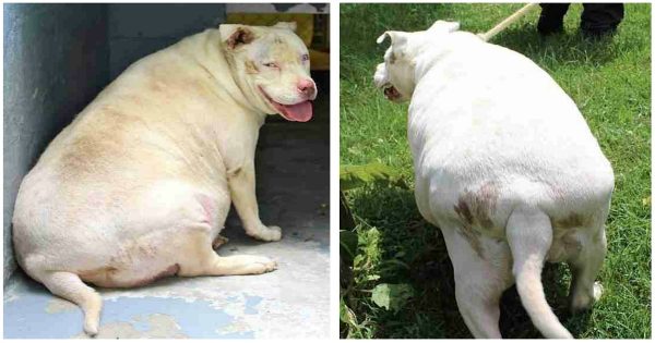 Παχύσαρκος σκύλος καταφυγίου μεταμορφώθηκε εντελώς μόλις του έδειξαν αγάπη