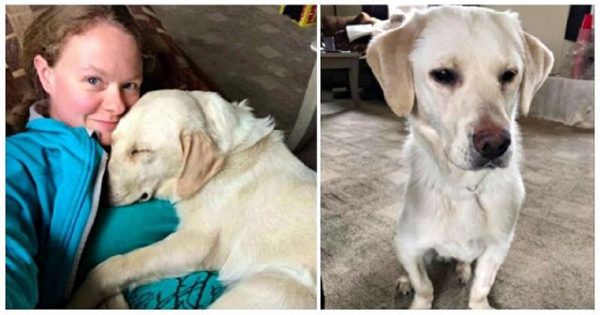 Τυφλό κουτάβι που του μένουν μόνο 5 χρόνια ζωής, βρίσκει την τέλεια μαμά
