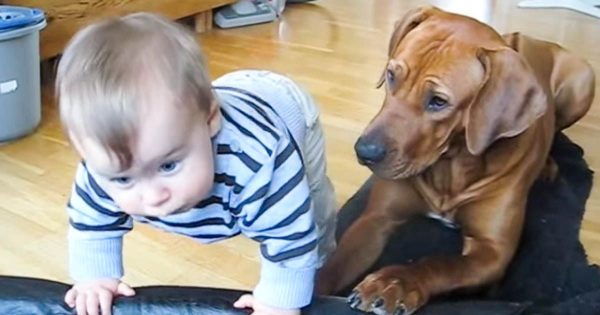 Το μωρό προσπαθεί να σκαρφαλώσει στο κρεβατάκι του σκύλου. Προσέξτε τώρα την αντίδρασή του… Θα λιώσετε!