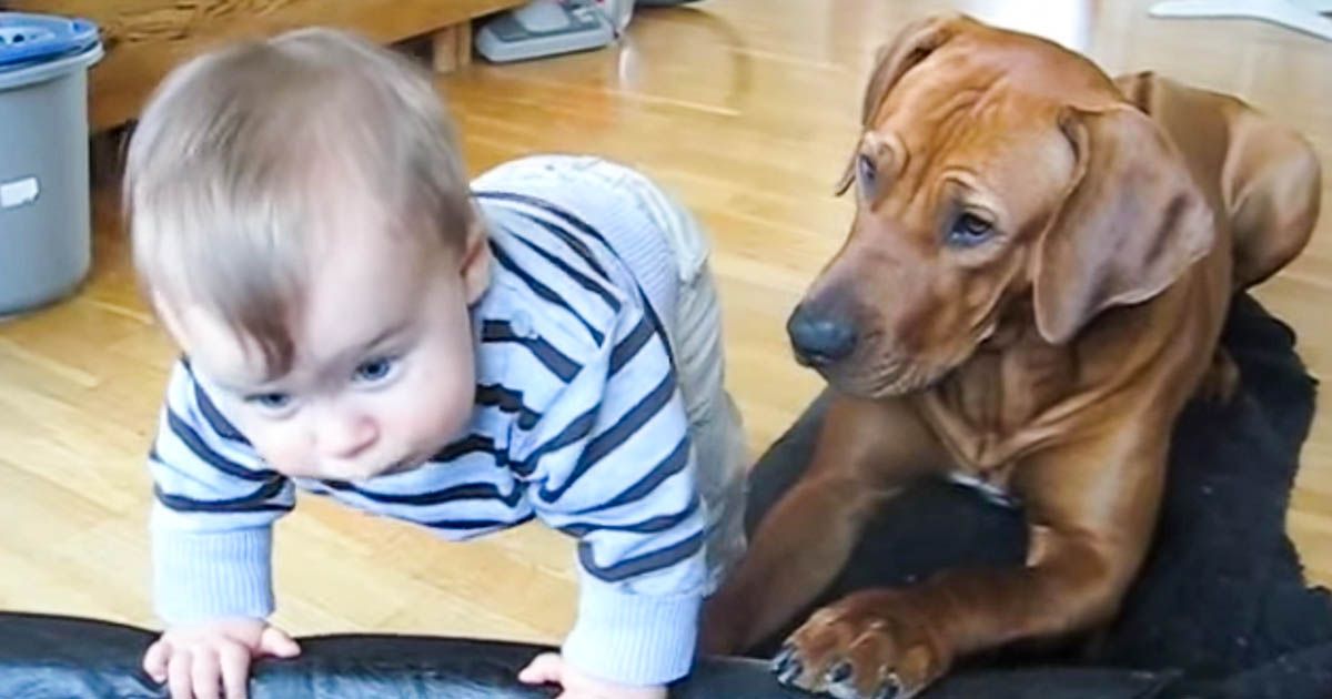 Το μωρό προσπαθεί να σκαρφαλώσει στο κρεβατάκι του σκύλου. Προσέξτε τώρα την αντίδρασή του... Θα λιώσετε! κρεβατάκι του σκύλου 