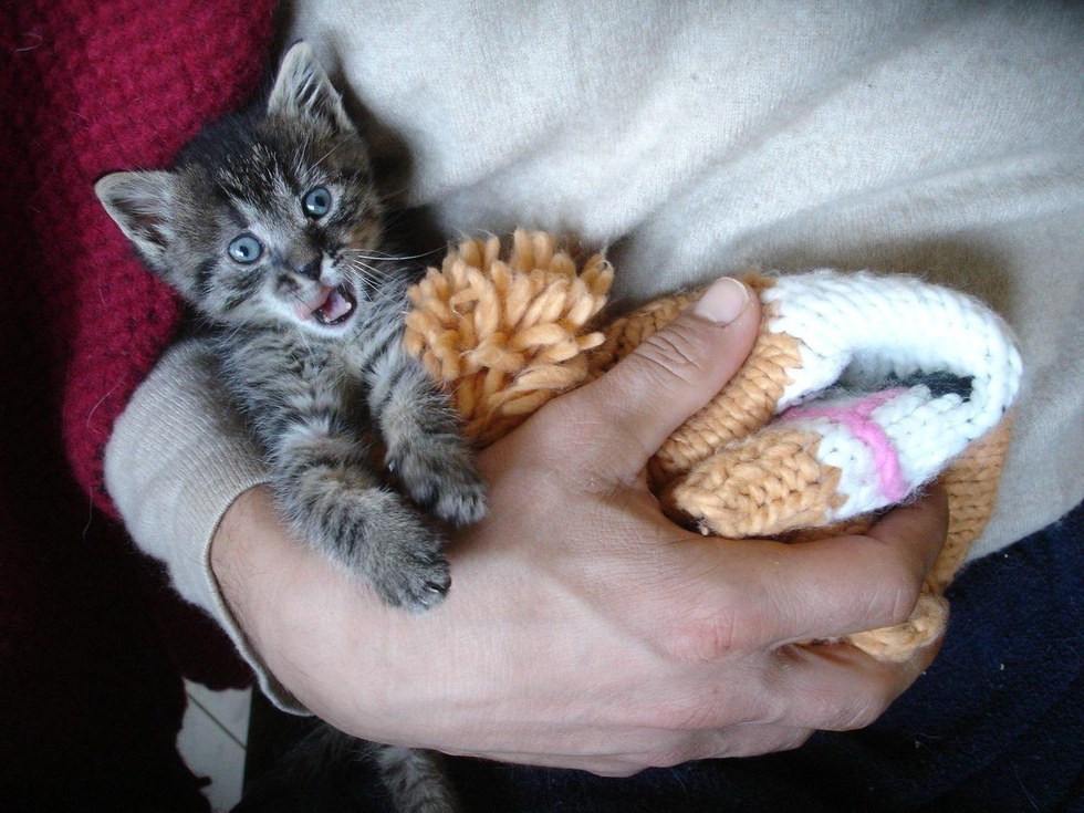 Γυναίκα σώζει γατάκι που είχε ξεπαγιάσει και του προσφέρει μια νέα ζωή γυναίκα σωζεί γατάκι γάτες γατάκι Γάτα 