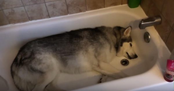 Βρήκε τον σκύλο της να ξαπλώνει ΕΤΣΙ στη μπανιέρα. Η αντίδρασή του όταν προσπάθησε να τον βγάλει; Θα σας κάνει να λιώσετε!