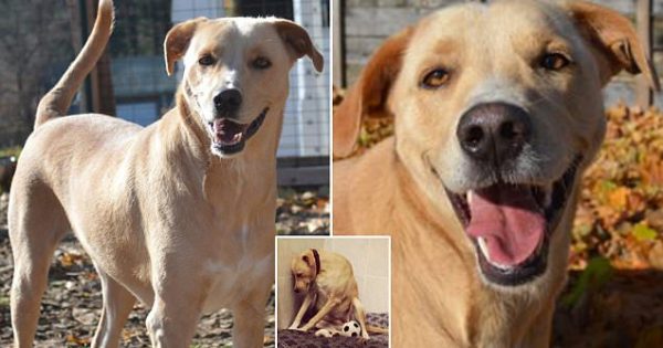 «Το πιο λυπημένο σκυλί στον κόσμο» που το παράτησαν ΞΑΝΑ για ευθανασία, βρίσκει επιτέλους οικογένεια να το υιοθετήσει