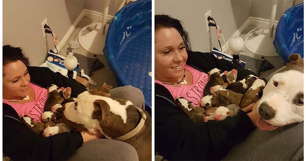 Σκύλος σκύλοι σκυλίτσα αδέσποτο Αδέσποτη σκυλίτσα τοποθετεί τα κουτάβια της στην αγκαλιά της γυναίκας που της έσωσε τη ζωή αδέσποτη Αδέσποτα 