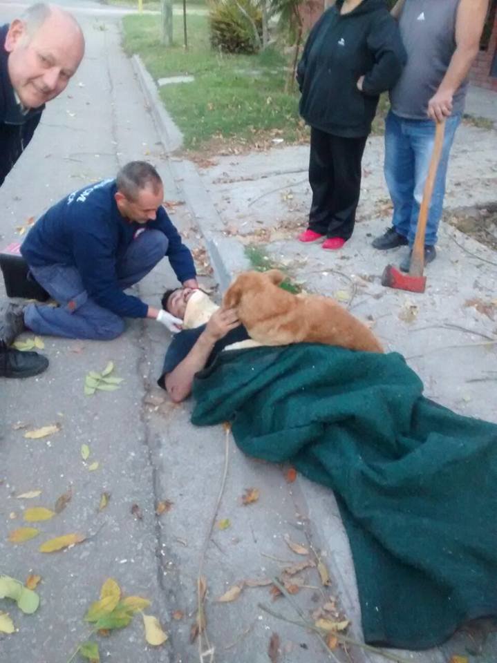 Σκύλος δεν αφήνει από την αγκαλιά του τον ιδιοκτήτη του που τραυματίστηκε από πτώση Σκύλος σκύλοι 