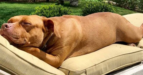 Αδέσποτος σκύλος που κοιμόταν για 8 χρόνια στο τσιμέντο αποκτά το κρεβάτι των ονείρων του