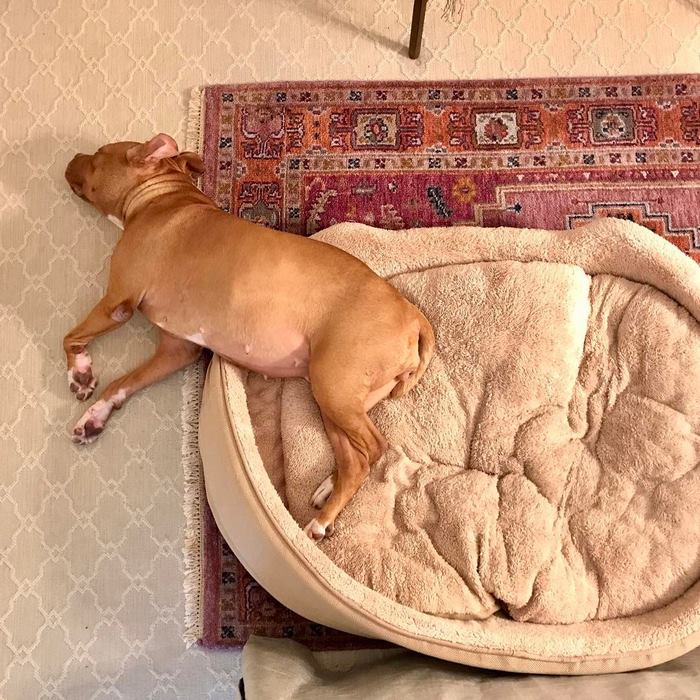 Σκύλος σκύλοι σκυλάκια σκυλάκι Αδέσποτος σκύλος που κοιμόταν για 8 χρόνια στο τσιμέντο αποκτά το κρεβάτι των ονείρων του Αδέσποτος σκύλος αδέσποτος Αδέσποτα 