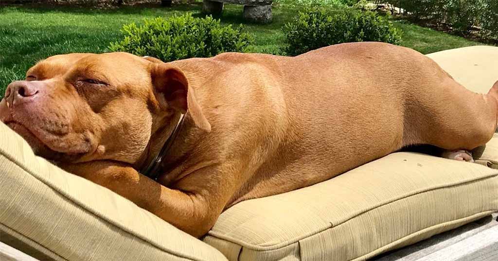Σκύλος σκύλοι σκυλάκια σκυλάκι Αδέσποτος σκύλος που κοιμόταν για 8 χρόνια στο τσιμέντο αποκτά το κρεβάτι των ονείρων του Αδέσποτος σκύλος αδέσποτος Αδέσποτα 