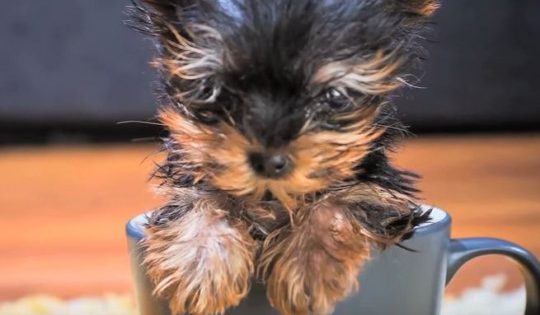Ο πιο μικροσκοπικός σκύλος του κόσμου! (βίντεο)