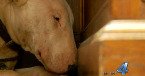 Σκυλί θρηνεί τον νεκρό ιδιοκτήτη του: Εμεινε δίπλα του μέσα στον καύσωνα μέχρι που το απομάκρυναν με το ζόρι