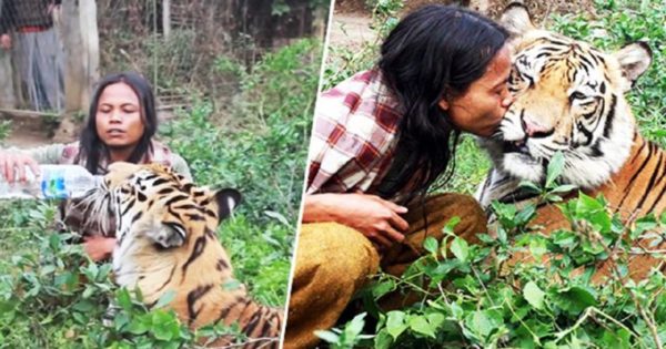 Ινδονήσιος ζει με μια τίγρη της Βεγγάλης και τα κάνουν όλα μαζί – Ζουν, κοιμούνται, παίζουν και τρώνε μαζί