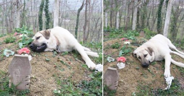 Αυτός ο σκύλος με τη ραγισμένη καρδιά φεύγει κάθε μέρα από το σπίτι για να επισκεφτεί τον τάφο του ιδιοκτήτη του