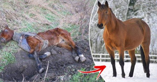 Η μεταμόρφωση αυτού του αλόγου που βρέθηκε εγκαταλελειμμένο και σκελετωμένο έχει προκαλέσει δέος σε όλο τον πλανήτη