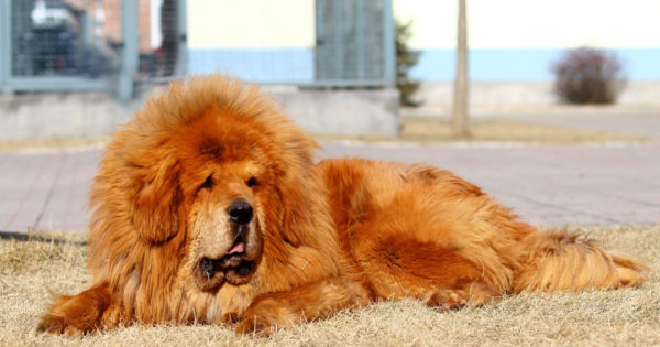 Οι πέντε ακριβότερες ράτσες του κόσμου. Σκυλιά που κοστίζουν από 850 έως 9.000 ευρώ. Γιατί ανεβαίνει η τιμή τους