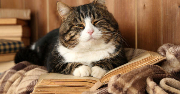 Γιατί η γάτα σας κάθεται πάνω από το βιβλίο ή laptop σας ενώ τα χρησιμοποιείτε ;
