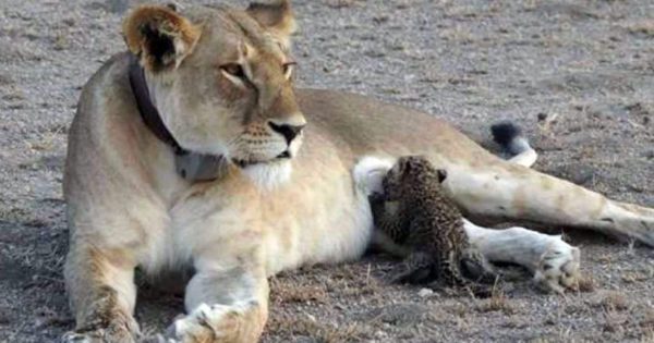 Λέαινα θηλάζει νεογέννητες λεοπαρδάλεις και οι φωτογραφίες που τραβήχτηκαν είναι εντυπωσιακές